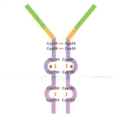 Dulagliutidas – diabetas (rekombinantinis kelias), masinis diabetas, CAS Nr.: 923950-08-7